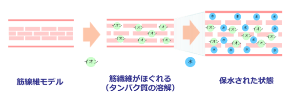 図 1.イオン強度の高い液に漬けた時の筋繊維の状態(イメージ図)