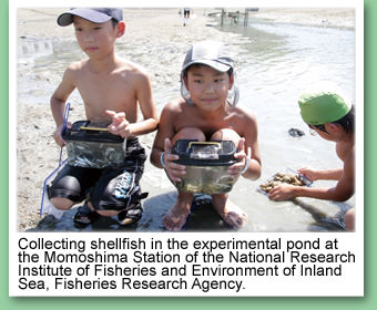 photo:Collecting shellfish in the experimental pond at the Momoshima Station of the National Research Institute of Fisheries and Environment of Inland Sea, Fisheries Research Agency.