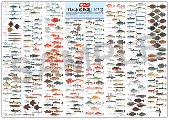 【画像】PRポスター「『日本水産魚譜』307選」