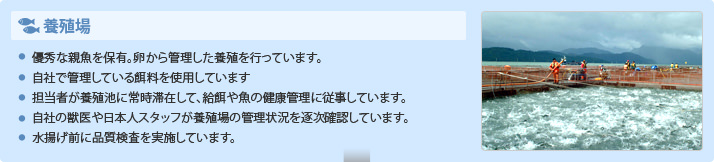 養殖場
・優秀な親魚を保有。卵からの一貫養殖しています。
・自社で管理している餌料を使用しています。
・担当者が養殖池に常時滞在して、給餌や魚の健康管理に従事しています
・自社の獣医や日本人スタッフが養殖場の管理状況を逐次確認しています
・水揚げ前に品質検査を実施しています