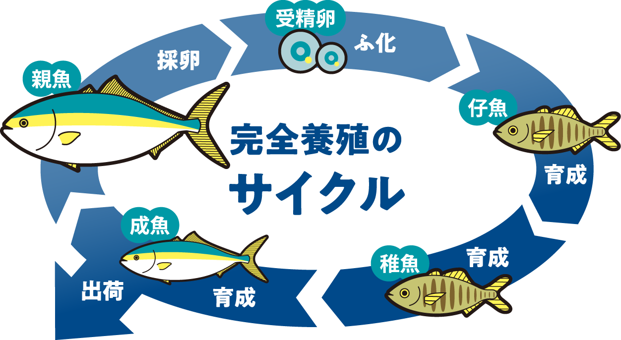 完全養殖のサイクル
