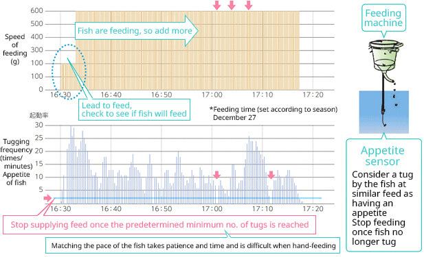 [Figure 4] Feeding with Nissui's AqualingualR (Coho salmon cultivated in Sakaiminato, Tottori)