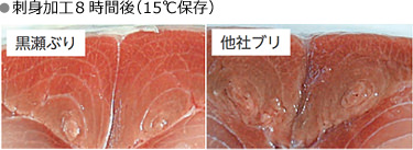 刺身加工8時間後（15℃保存）