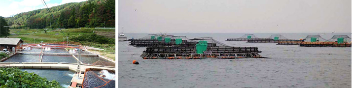 淡水養殖場（左）、美保湾の海面養殖場（右）、弓ヶ浜水産（鳥取県境港市）