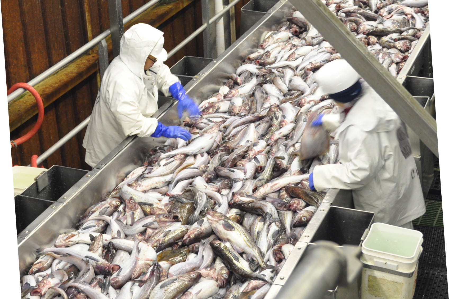 価値を高める高度な技術で 魚をムダなく使い切る ニッスイいいね ニッスイ 価値を高める高度な技術で 魚をムダなく使い切る ニッスイいいね ニッスイ