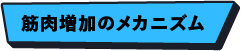 筋肉増加のメカニズム