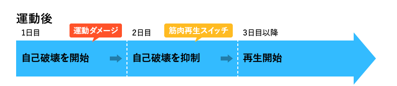 運動後 1日目:自己破壊を開始 2日目:自己破壊を抑制 3日目:再生開始