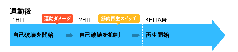 運動後 1日目：自己破壊を開始 2日目：自己破壊を抑制 3日目：再生開始