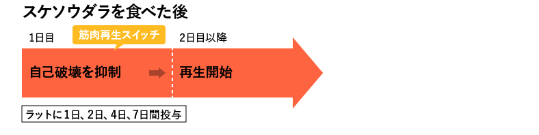 スケソウダラを食べた後 1日目:自己破壊を抑制 2日目:再生開始 ラットを1日、2日、4日、7日間投与