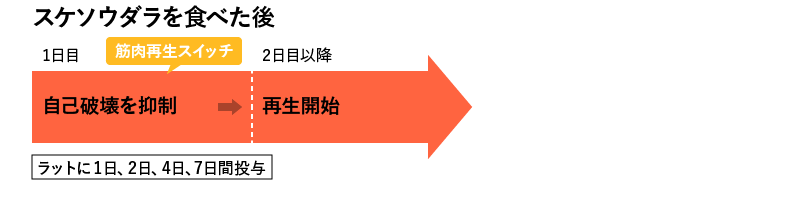 スケソウダラを食べた後 1日目：自己破壊を抑制 2日目：再生開始　ラットを1日、2日、4日、7日間投与