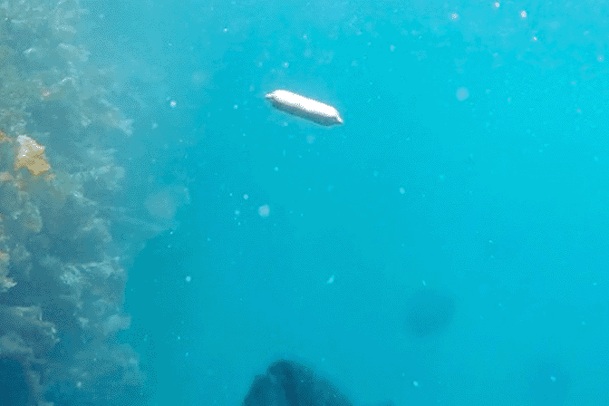 水中で配合飼料「T~セージ」を食べるクロマグロの様子