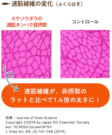 速筋繊維の変化（ふくらはぎ）