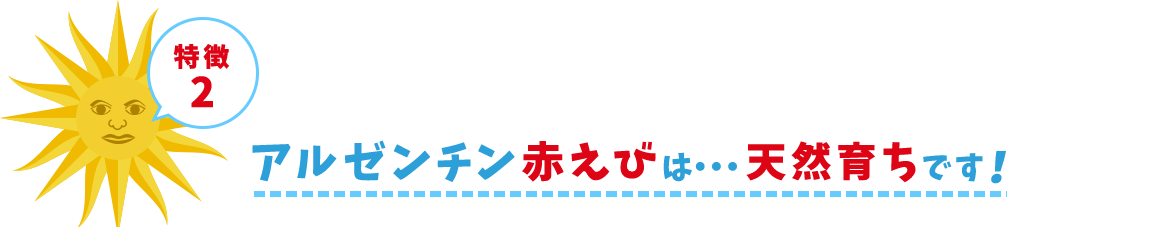 特徴2 アルゼンチン赤えびは・・・天然育ちです！