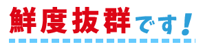 鮮度抜群です！