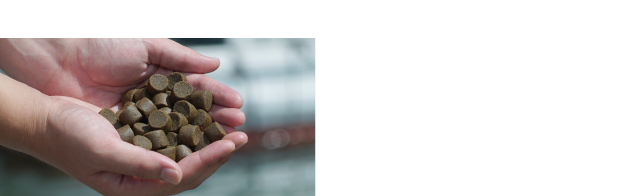 ぶりの肉質改善飼料「マブレス」。ぶりに対し、（1）ほどよい脂のりに仕上げる（2）刺身の⻭ごたえの向上（3）血合いの退色を遅くする、という効果がある。