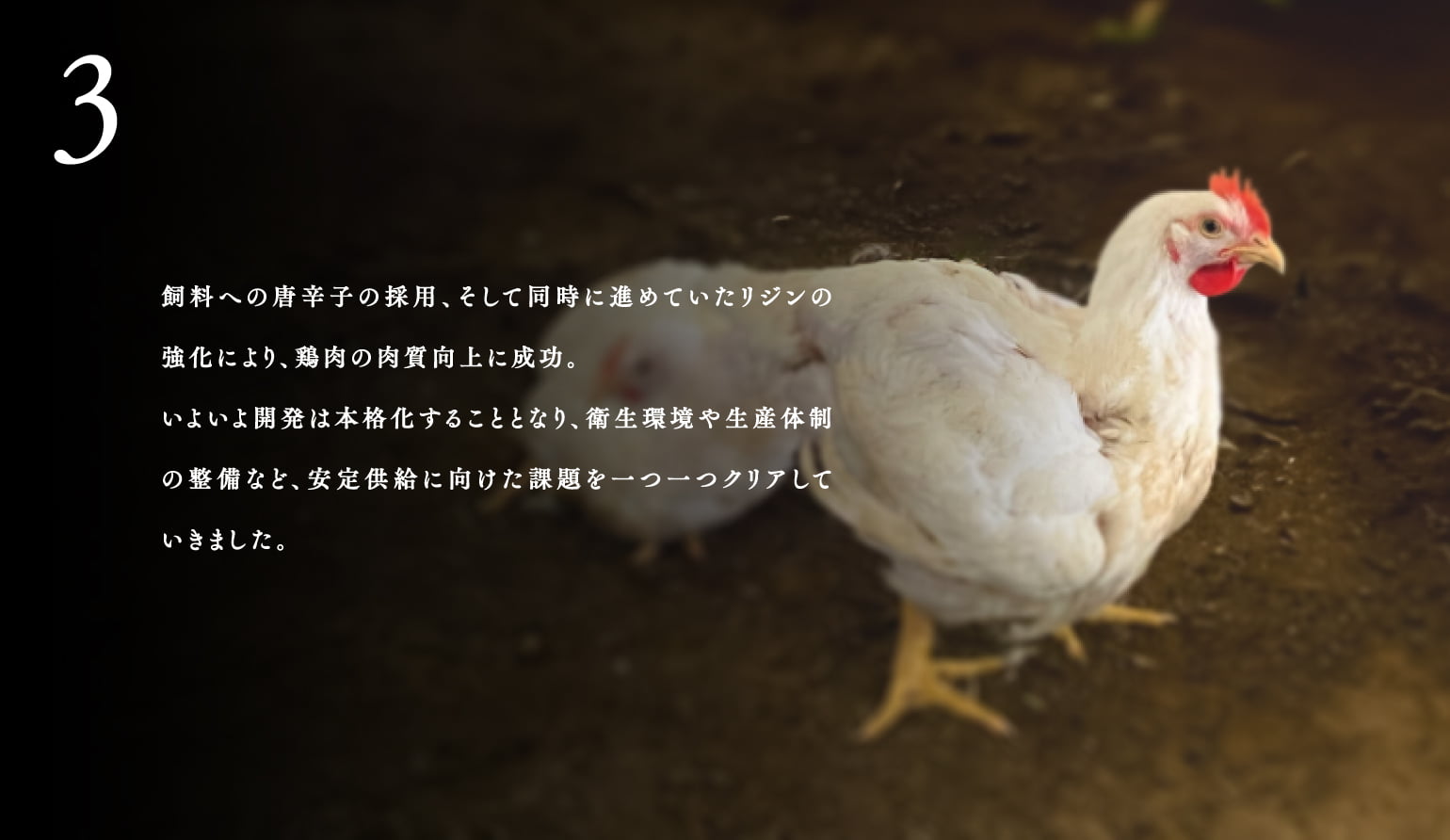 3.飼料への唐⾟⼦の採⽤、そして同時に進めていたリジンの強化により、鶏⾁の⾁質向上に成功。いよいよ開発は本格化することとなり、衛⽣環境や⽣産体制の整備など、安定供給に向けた課題を⼀つ⼀つクリアしていきました。