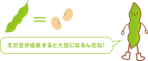 えだ豆が成長すると大豆になるんだね！