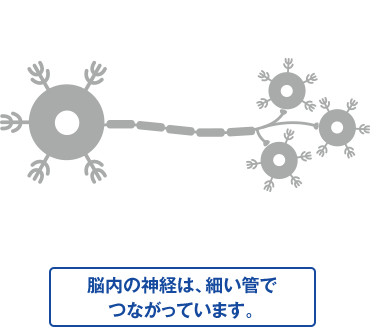 脳内の神経は、細い管でつながっています。