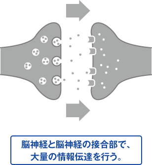 脳神経と脳神経の接合部で、大量の情報伝達を行う。