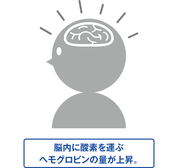 脳内に酸素を運ぶヘモグロビンの量が上昇。