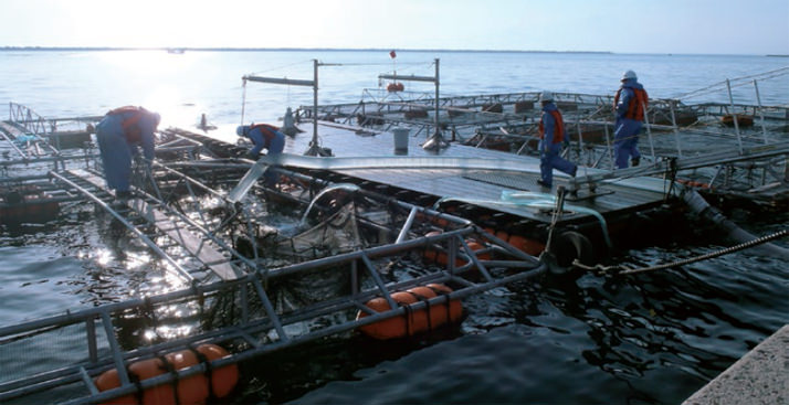 銀ザケの水揚げは、海上の生け簀から工場敷地内の水揚げ場所まで、フィッシュポンプで海水と共に運搬します