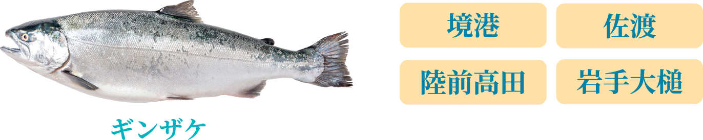 ギンザケ：境港 佐渡 陸前高田 岩手大槌