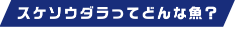 スケソウダラってどんな魚?