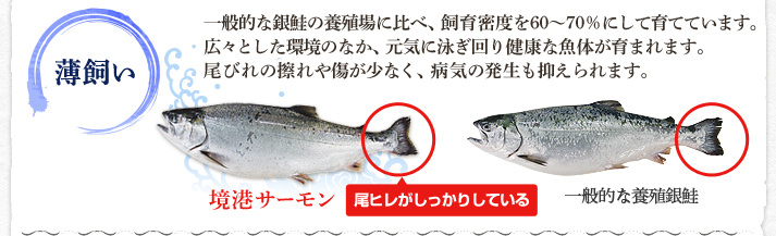 薄飼い 一般的な銀鮭の養殖場に比べ、飼育密度を60～70％にして育てています。広々とした環境のなか、元気に泳ぎ回り健康な魚体が育まれます。尾びれの擦れや傷が少なく、病気の発生も抑えられます。