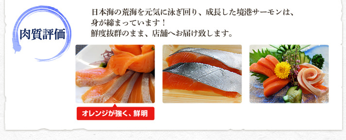 肉質評価 日本海の荒海を元気に泳ぎ回り、成長した境港サーモンは、身が締まっています！鮮度抜群のまま、店舗へお届け致します。