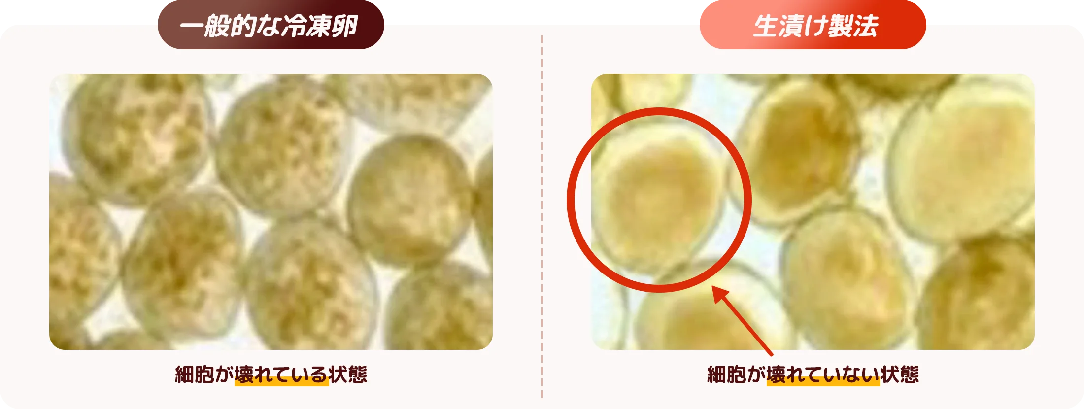 冷凍卵の拡大写真。一般的な冷凍卵は細胞が壊れている。生漬け製法では細胞が壊れていない。