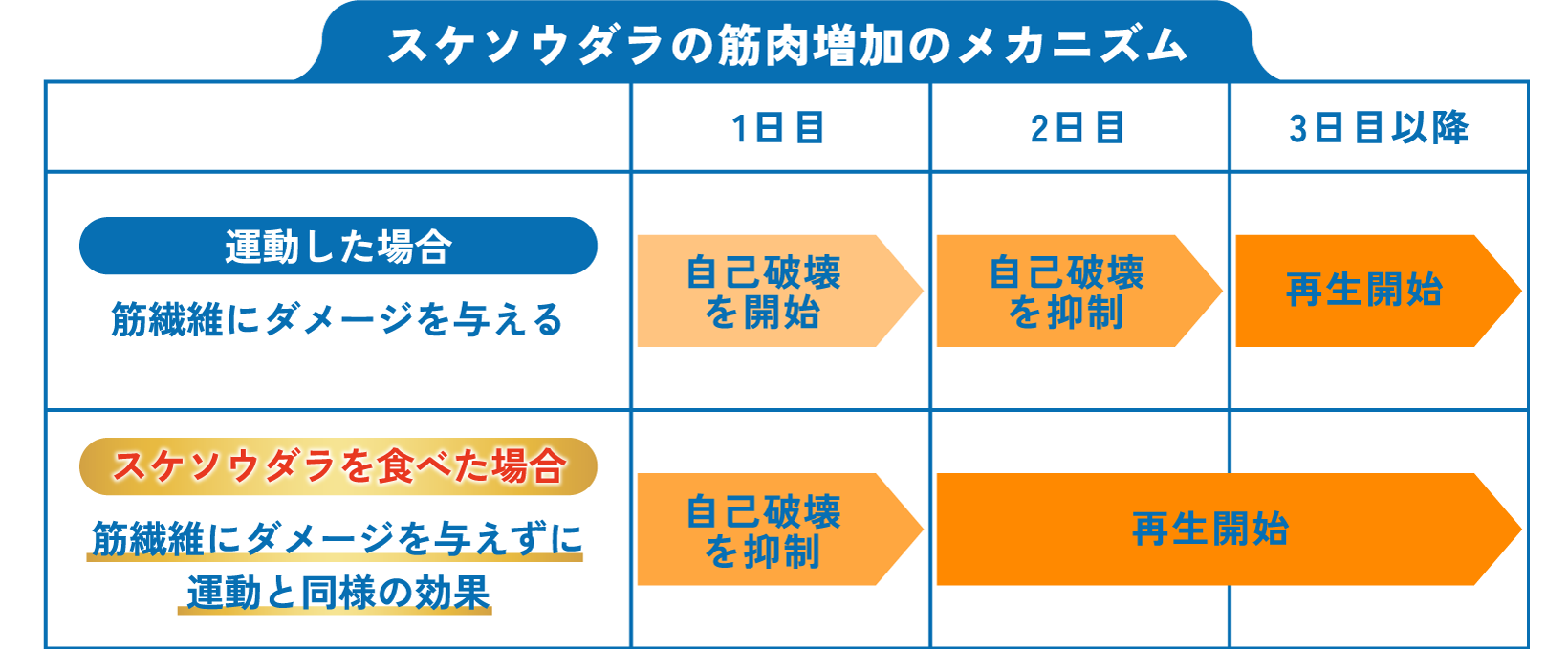 【スケソウダラの筋肉増加のメカニズム】運動した場合 筋繊維にダメージを与える 1日目：自己破壊を開始 2日目：自己破壊を抑制 3日目以降：再生開始 スケソウダラを食べた場合 筋繊維にダメージを与えずに運動と同様の効果 1日目：自己破壊を抑制 2日目・3日目以降：再生開始