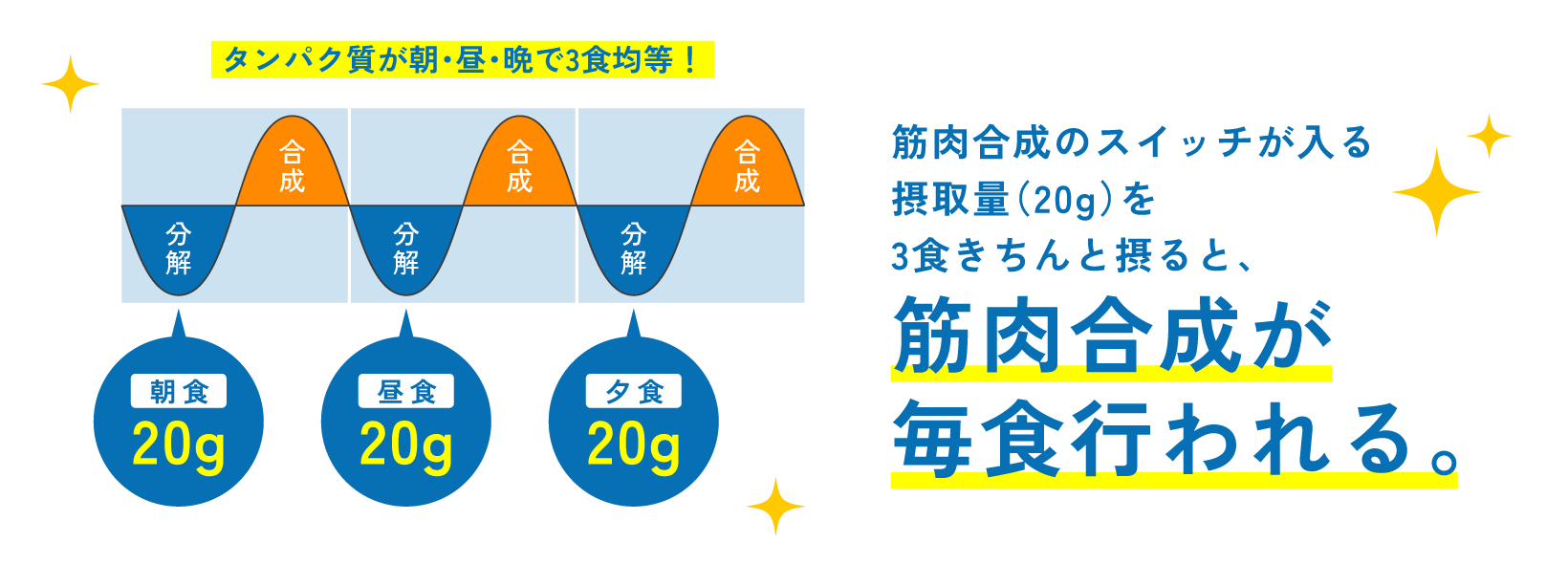 【理想的なタンパク質の摂取の場合】タンパク質が朝・昼・晩で3食均等！ 筋肉合成のスイッチが入る摂取量（20g）を3食きちんと摂ると、筋肉合成が毎食行われる。