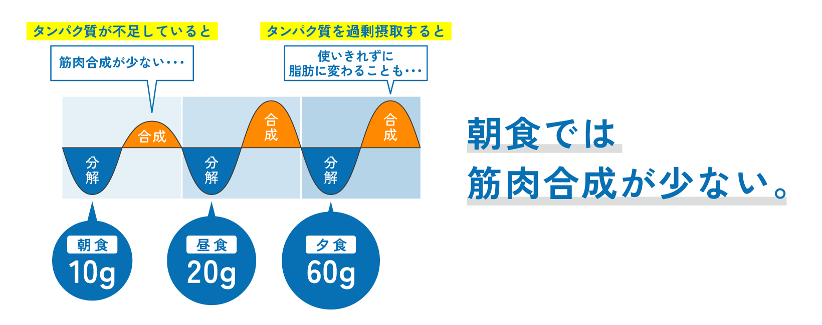 【朝食のタンパク質摂取が不足している場合】タンパク質が不足していると：筋肉合成が少ない・・・ タンパク質を過剰摂取すると：使いきれずに脂肪に変わることも・・・ 朝食では筋肉合成が少ない。