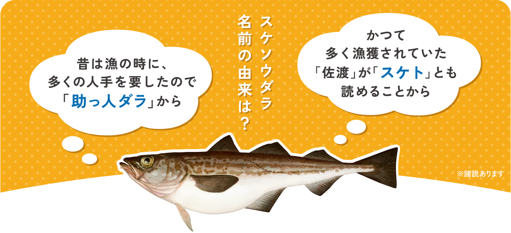 スケソウダラ名前の由来は？ 昔は漁の時に、多くの人手を要したので「助っ人ダラ」から かつて多く漁獲されていた「佐渡」が「スケト」とも読めることから ※諸説あります スケソウダラの身には速筋が多く含まれている！身から水分を除くとほとんどが速筋からなるタンパク質のスケソウダラ。 俊敏な動きは瞬発力をつかさどるこの速筋が可能にしていたのです。